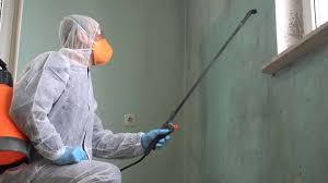 Best Basement Mold Removal in Xenia, OH