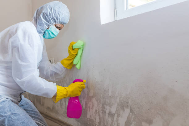 Reliable Xenia, OH Mold Removal Solutions