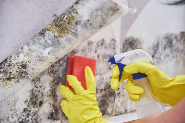 Best Mold Documentation for Insurance Claims in Xenia, OH